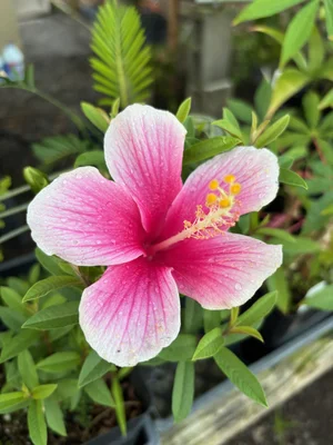 Hibiscus rosa-sinensis (Akaka Falls) — Vintage Green Farms with